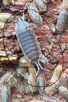 Porcellio scaber