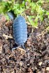 Porcellio scaber