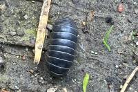 Armadillidium vulgare