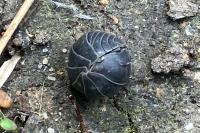 Armadillidium vulgare