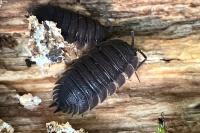 Porcellio scaber