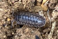 Armadillidium nasatum