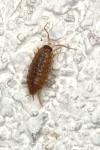 Philoscia muscorum