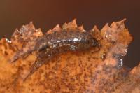 Proasellus meridianus