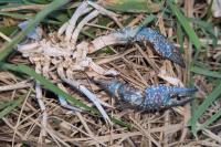 Procambarus clarkii