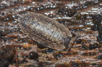 Porcellio monticola