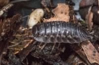 Oniscus asellus