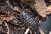 Oniscus asellus