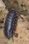 Oniscus asellus