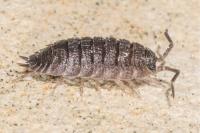 Porcellio scaber