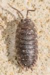 Porcellio scaber
