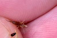 Gammarus pulex