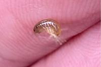 Gammarus pulex