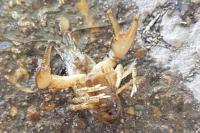 Faxonius limosus