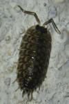 Porcellio spinicornis