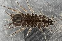 Asellus aquaticus