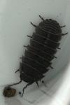 Armadillidium vulgare