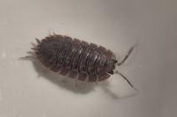 Porcellio dilatatus