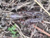Procambarus clarkii