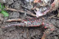 Procambarus clarkii