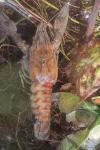 Faxonius limosus