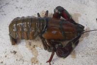 Pacifastacus leniusculus
