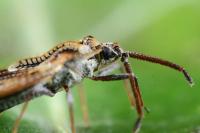 Dictyonota fuliginosa