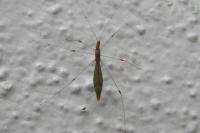 Apoplymus pectoralis