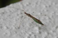 Apoplymus pectoralis