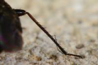 Lepidargyrus ancorifer