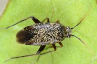 Lepidargyrus ancorifer