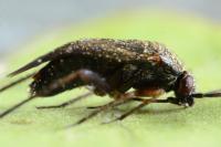 Lepidargyrus ancorifer