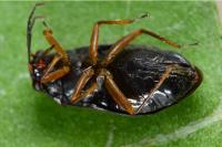 Heterocordylus erythropthalmus