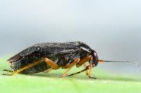 Heterocordylus erythropthalmus