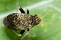 Criocoris crassicornis