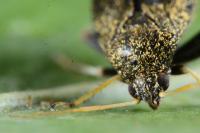 Criocoris crassicornis