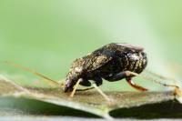 Criocoris crassicornis