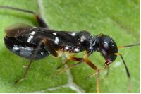 Globiceps sphaegiformis