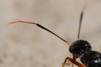 Globiceps sphaegiformis