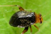 Halticus luteicollis