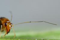 Halticus luteicollis