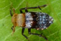 Conomelus anceps