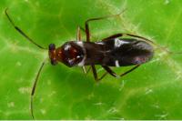 Mimocoris coarctatus