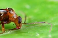 Mimocoris coarctatus