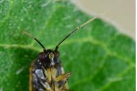 Plagiognathus arbustorum