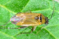 Plagiognathus arbustorum