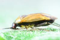 Plagiognathus arbustorum