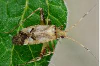Phytocoris parvulus
