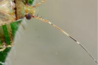 Phytocoris parvulus