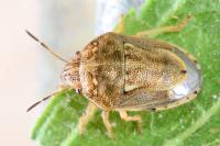 Neottiglossa leporina